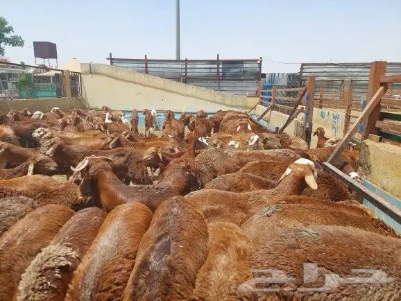 ذبايح وأغنام أبوأحمد 36