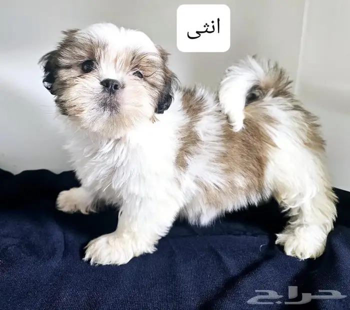 جراء شيتزو للبيع 15