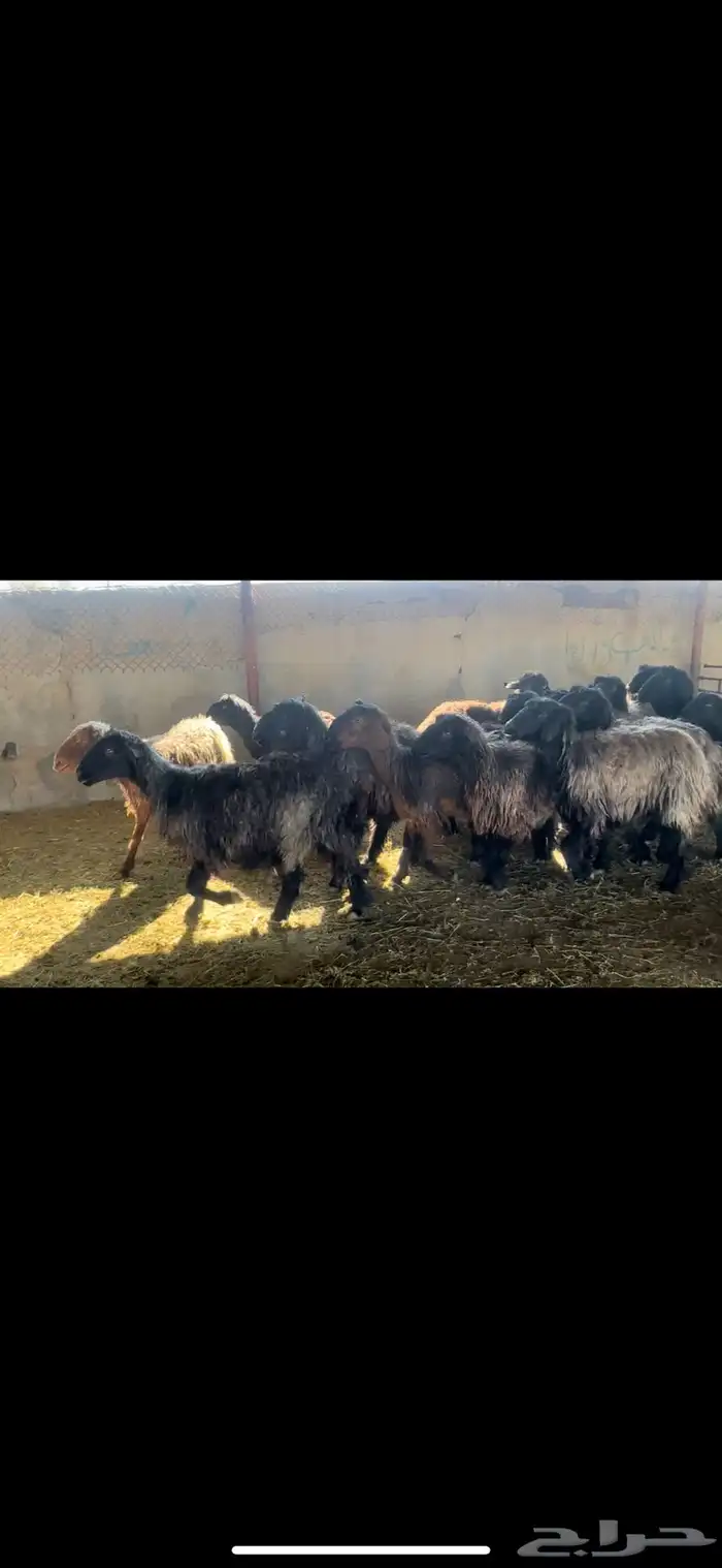 غنم عرب فاخره 5