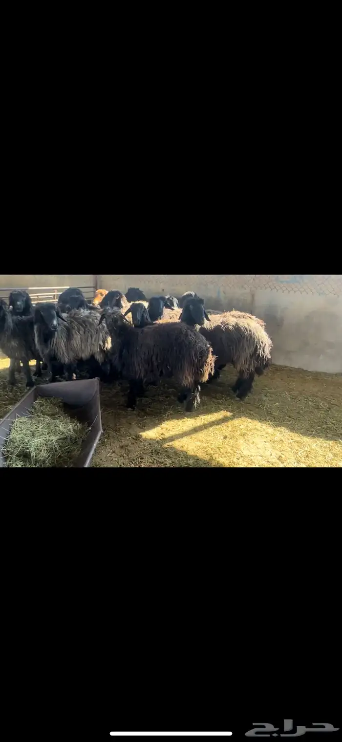 غنم عرب فاخره 4