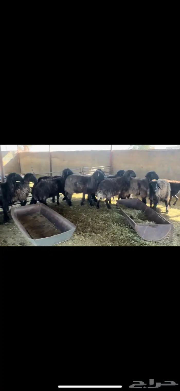 غنم عرب فاخره 1