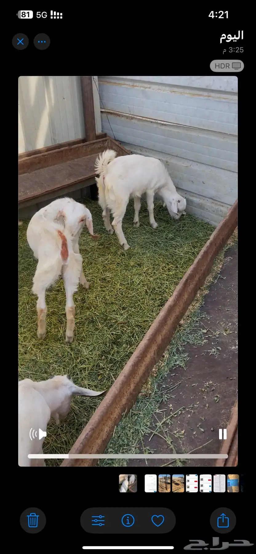 تيوس لبانيه تحت أمهاتها جنوبيه شرط 1