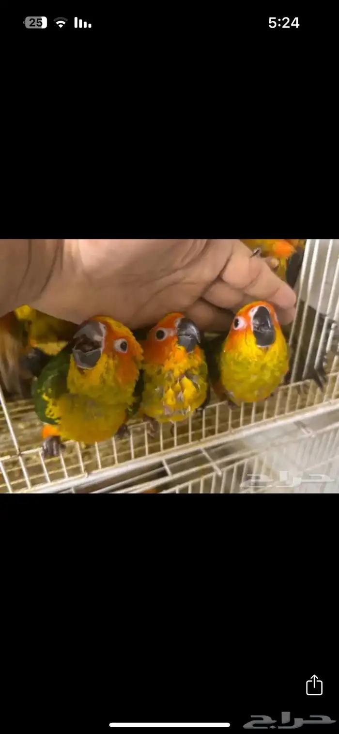 صن كنيور الليف وهدد تم البيع 1