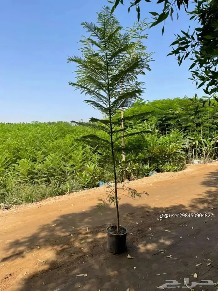 نقوم بتوريدوزراعه جميع انواع الزيتون والنخيل وليمون 3