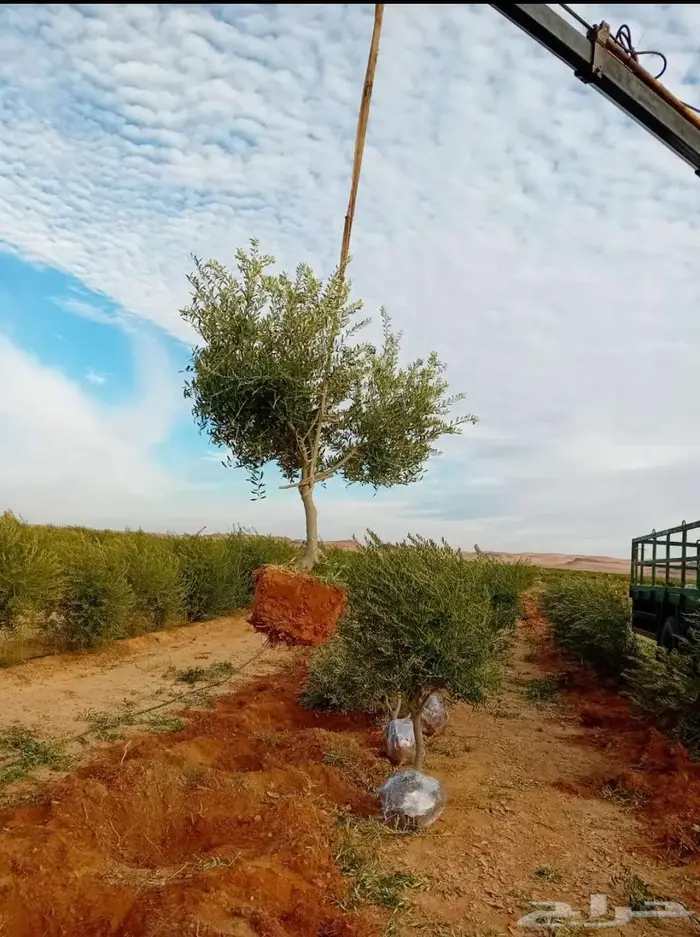 نقوم بتوريدوزراعه جميع انواع الزيتون والنخيل وليمون 2