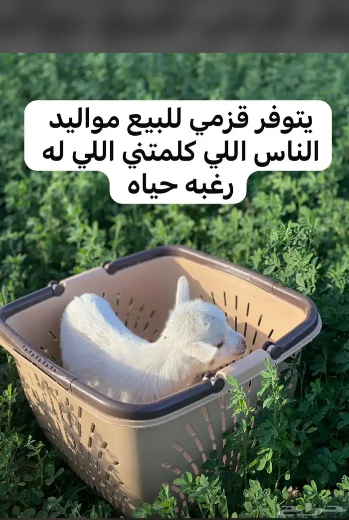 يتوفر قزمي مواليد حياكم 0