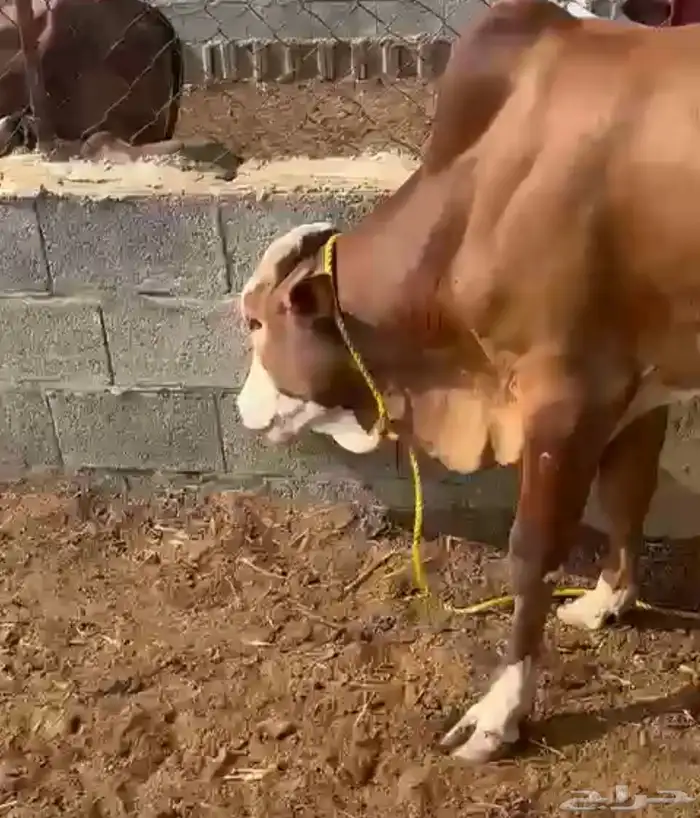 خميس مشيط 3