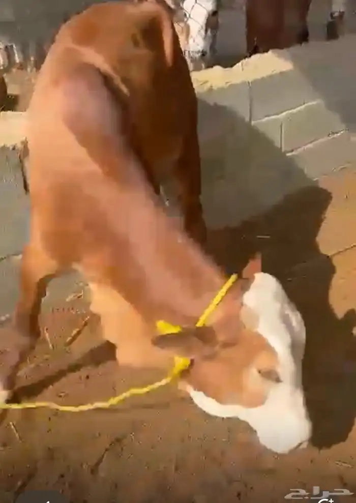خميس مشيط 4