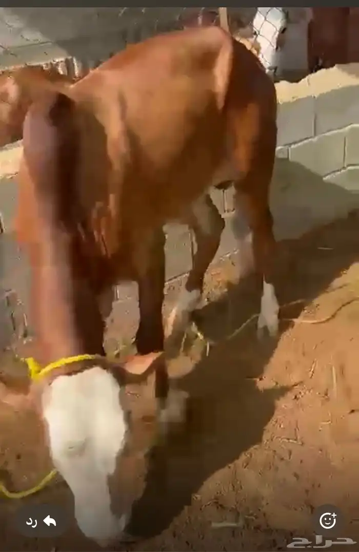 خميس مشيط 2