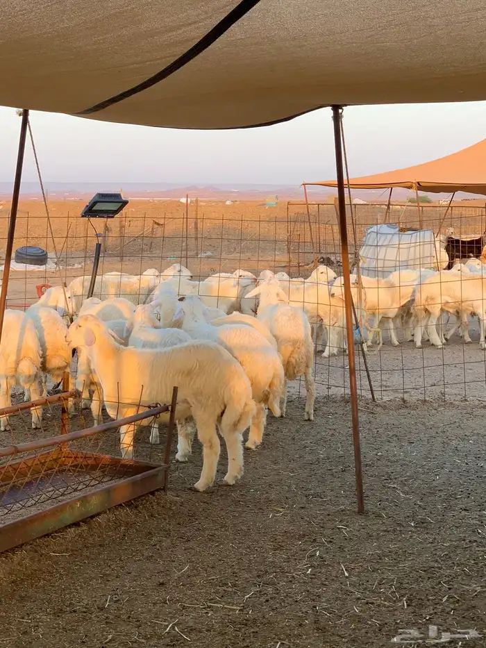 ذبايح للبيع فل شحم يوجد لدينا خدمة التوصيل والذبح 12