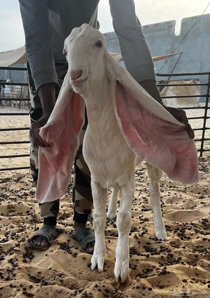 تم البيع جفار بيض برص خصم الخصم لأهل الصنف 8