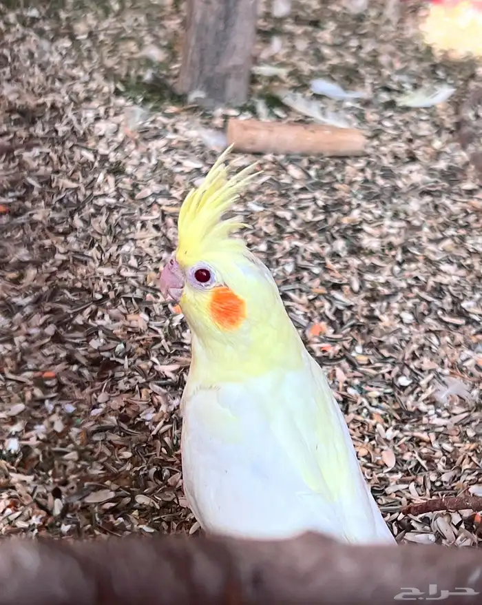 كروان منتج وفروخ 2