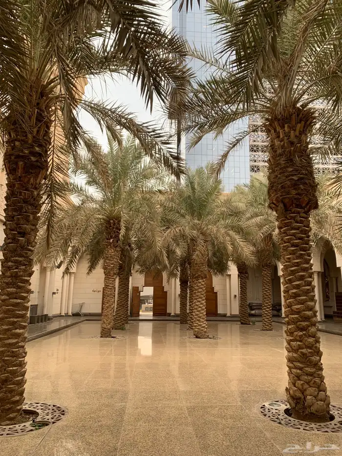 نخل واشنطن ملكي فاخر 5