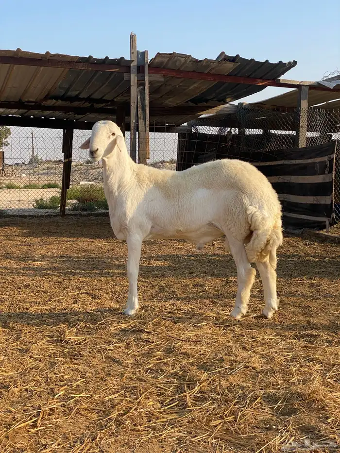مشروع فحل حري ( تم البيع ) 0