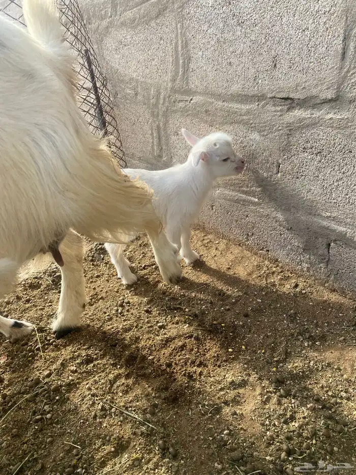 يتوفر قزمي مواليد حياكم 5