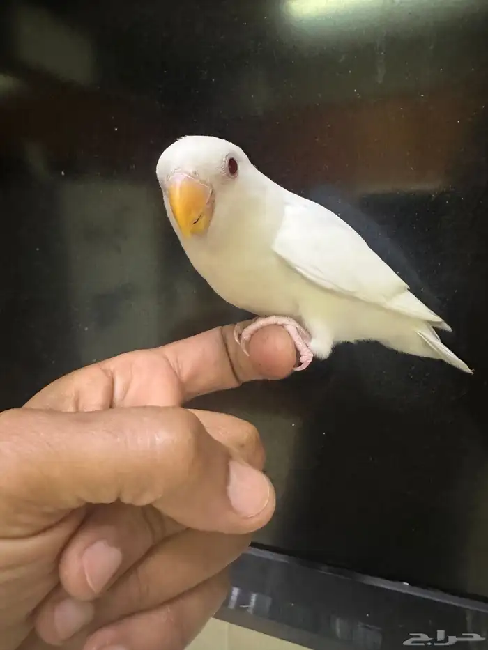 روز اليف 1