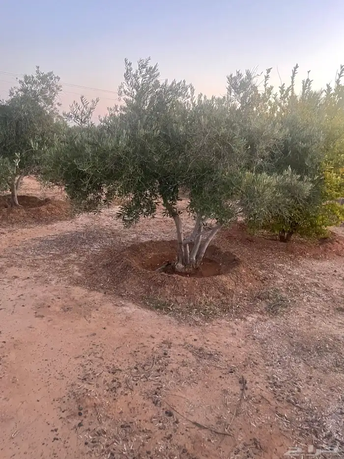 اشحار زيتون 6