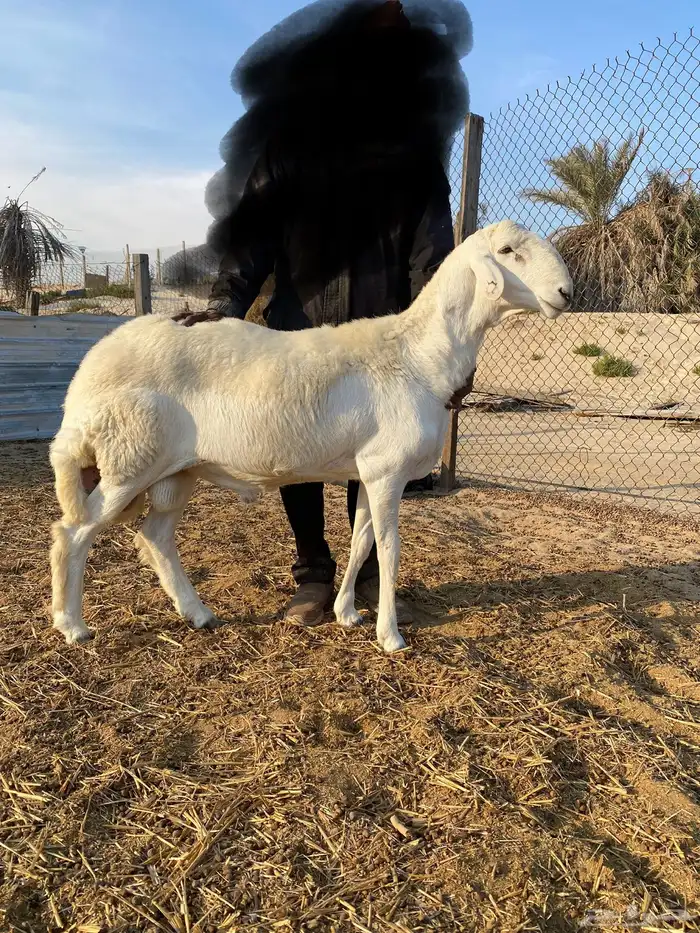 مشروع فحل حري ( تم البيع ) 9