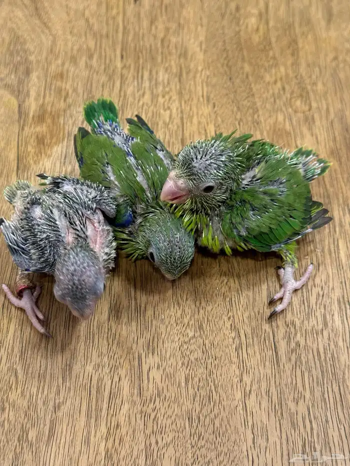 فروخ مني روز بارتولت (((تم البيع خارج الموقع ))) 3