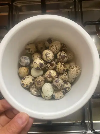سمان بيض سمان عضوي مخصب 0