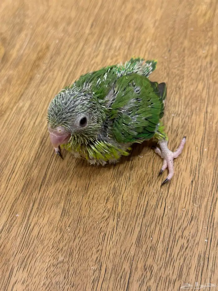 فروخ مني روز بارتولت (((تم البيع خارج الموقع ))) 0