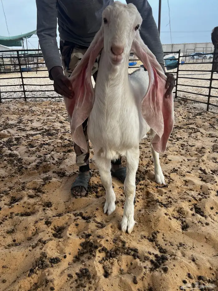 تم البيع جفار بيض برص خصم الخصم لأهل الصنف 2