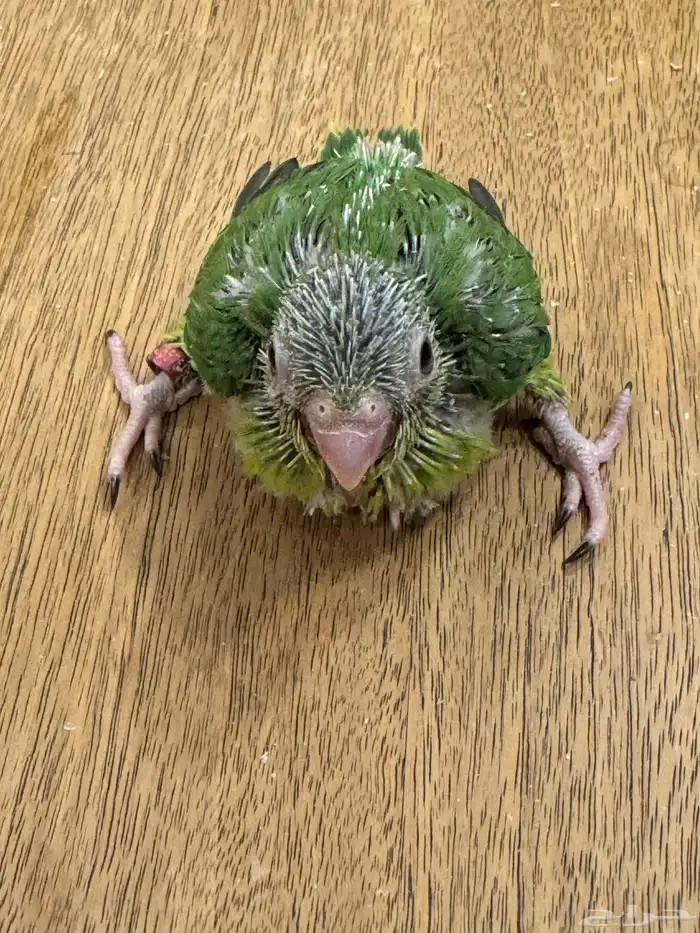 فروخ مني روز بارتولت (((تم البيع خارج الموقع ))) 2