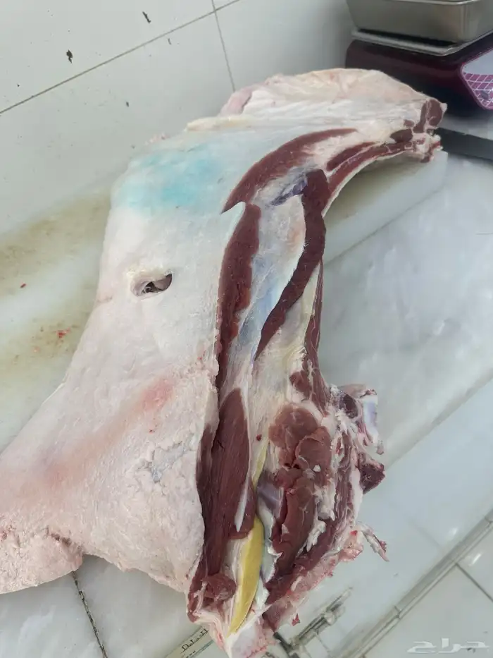 ملحمة نوادر الجزيرة للحوم الطازجة 91