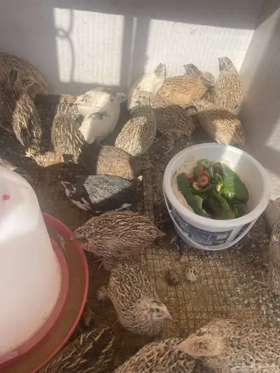 سمان بيض سمان عضوي مخصب 1