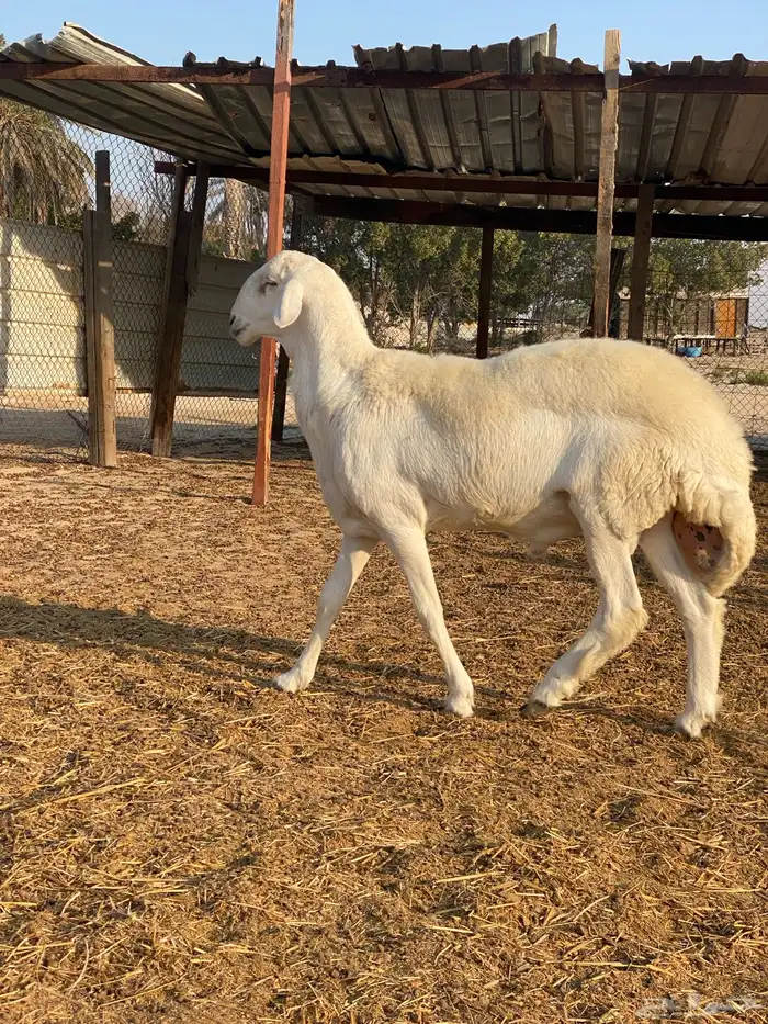 مشروع فحل حري ( تم البيع ) 1