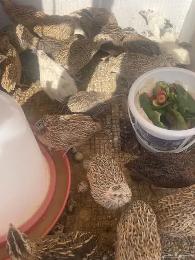 سمان بيض سمان عضوي مخصب 2