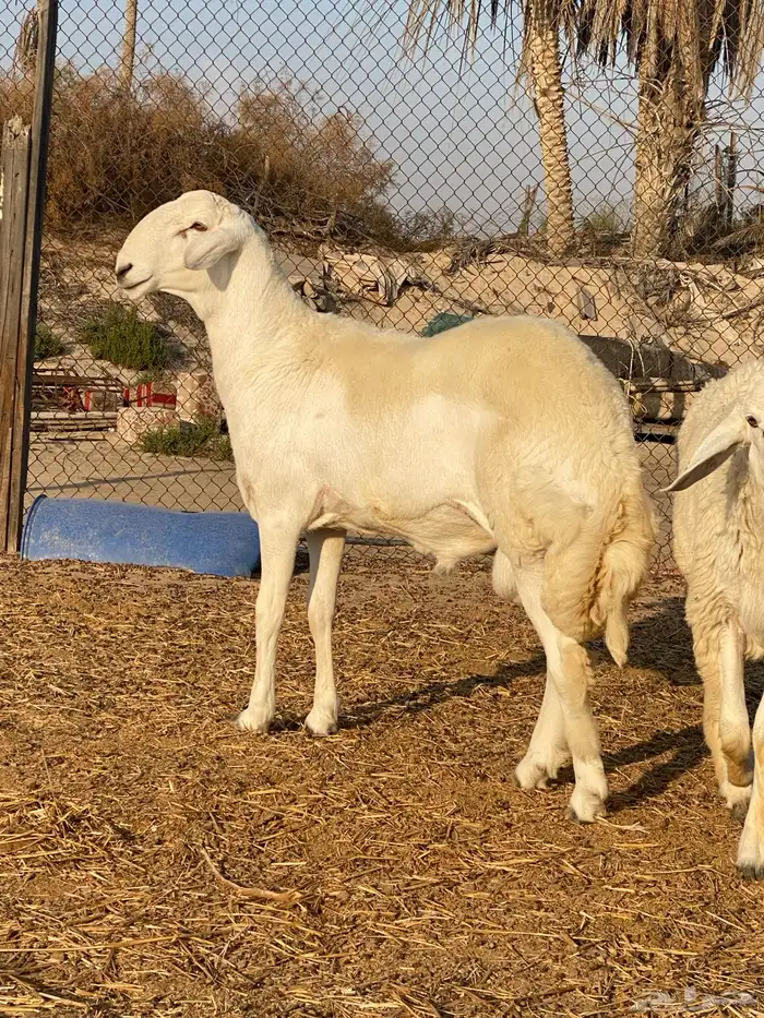 مشروع فحل حري ( تم البيع ) 2