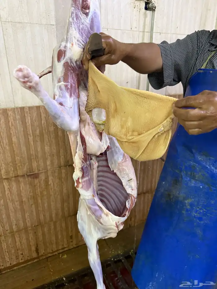 اللي يدور الذبائح بلدي مراح نظيفة تربية شايب 2