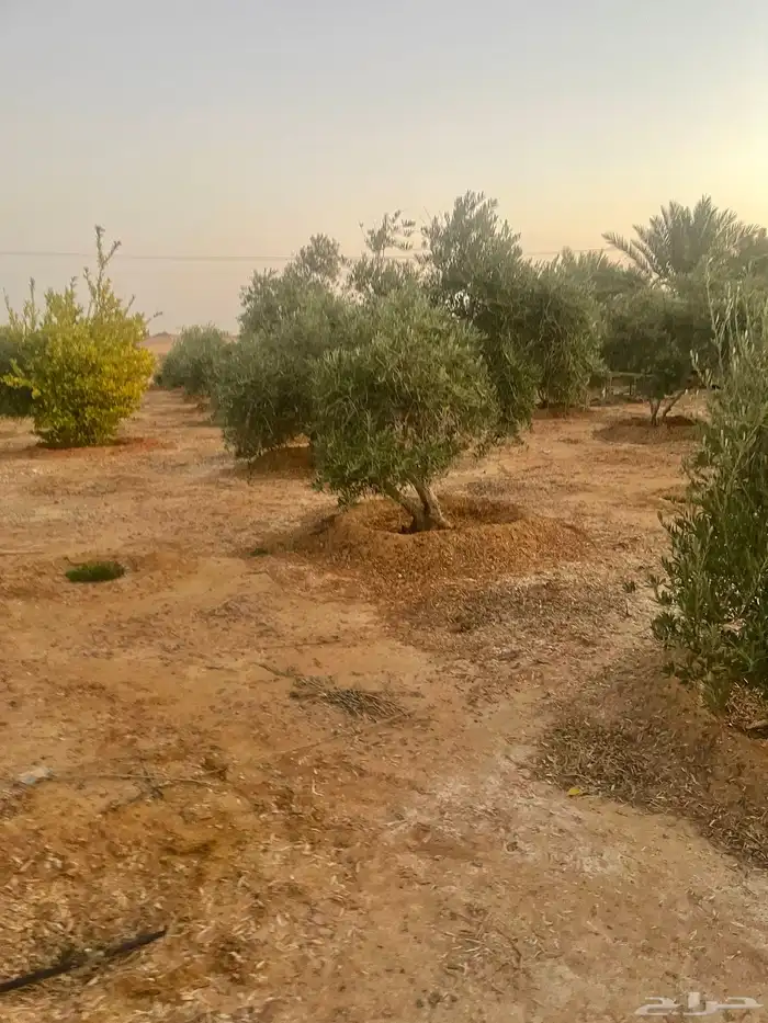اشحار زيتون 15