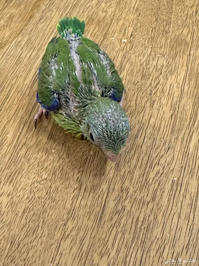 فروخ مني روز بارتولت (((تم البيع خارج الموقع ))) 1