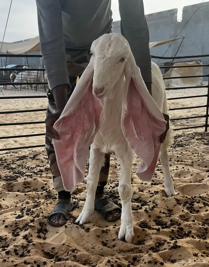 تم البيع جفار بيض برص خصم الخصم لأهل الصنف 6