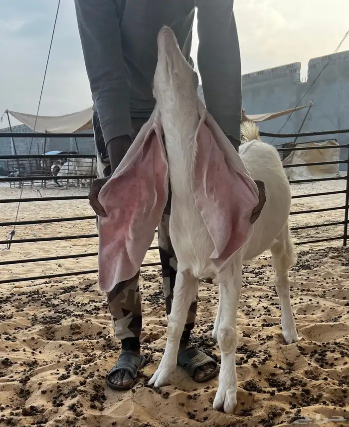 تم البيع جفار بيض برص خصم الخصم لأهل الصنف 5