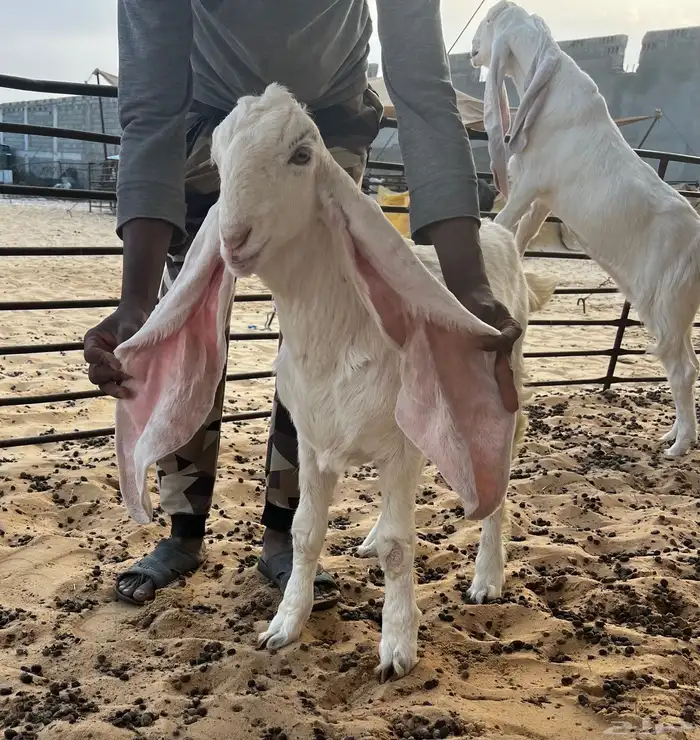 تم البيع جفار بيض برص خصم الخصم لأهل الصنف 3