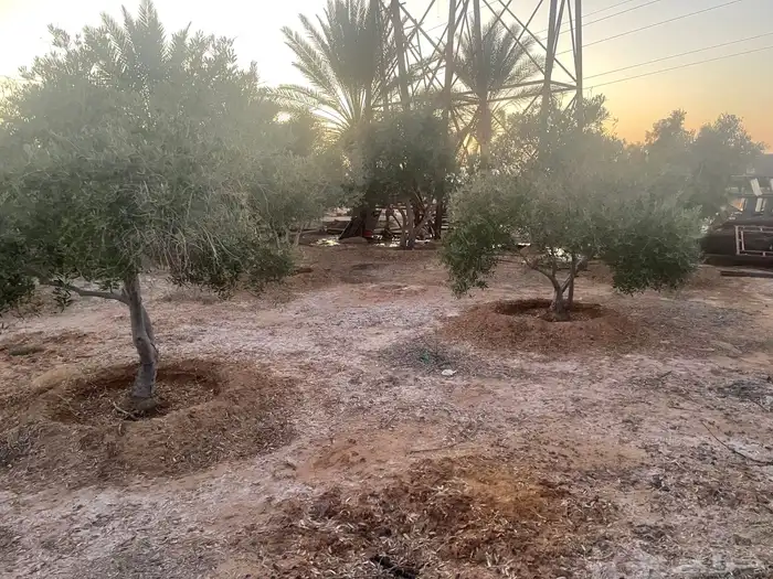 اشحار زيتون 13