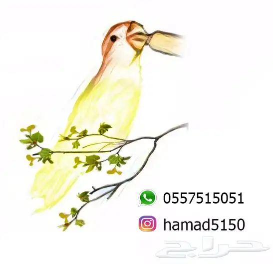 فروخ مني روز بارتولت (((تم البيع خارج الموقع ))) 4