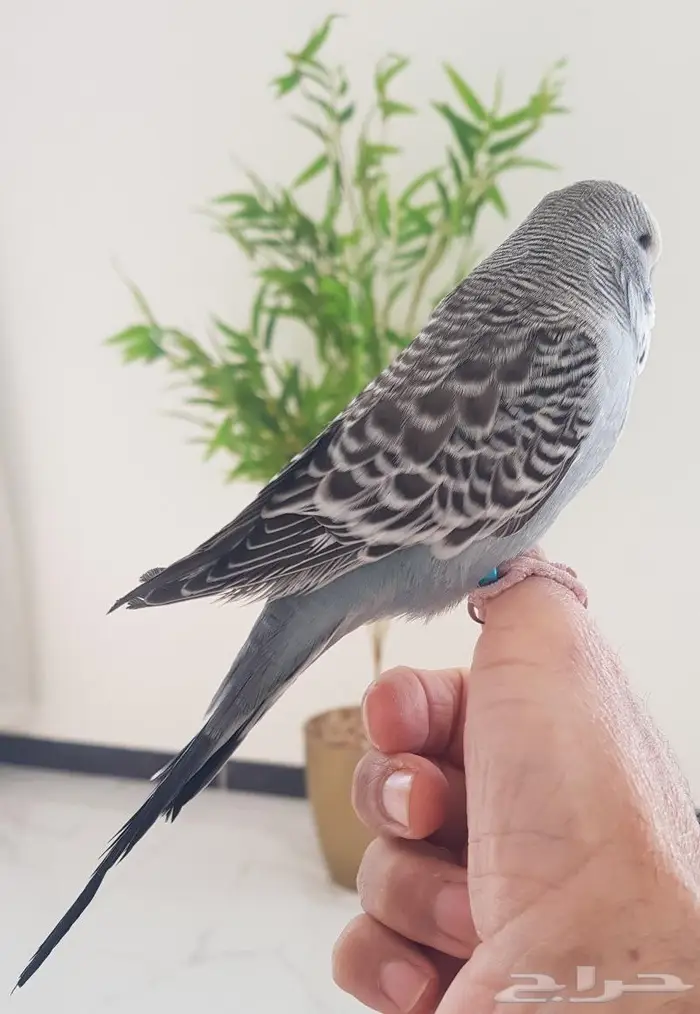 بادجي اليف تربية ( تم البيع ) 11
