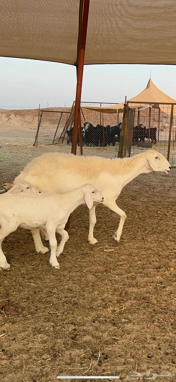 غنم حرية متابيع حرش مراح واحد وسم واحد 39 تحتها 39 بلفحل 3