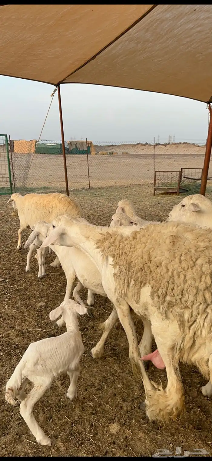 غنم حرية متابيع حرش مراح واحد وسم واحد 39 تحتها 39 بلفحل 2