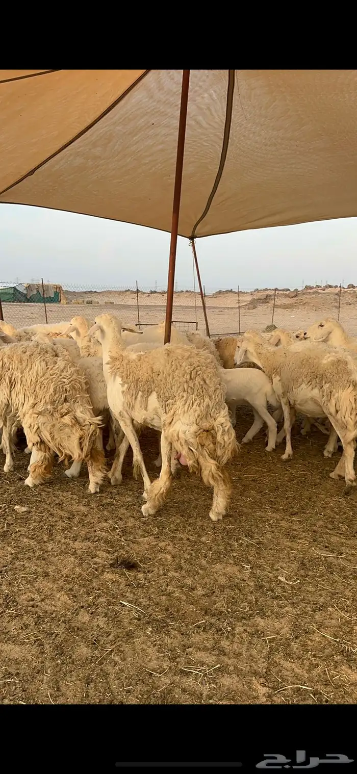 غنم حرية متابيع حرش مراح واحد وسم واحد 39 تحتها 39 بلفحل 5