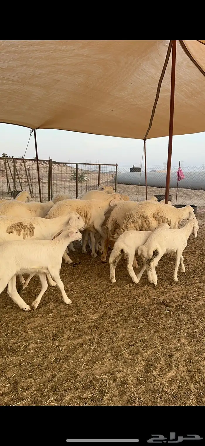 غنم حرية متابيع حرش مراح واحد وسم واحد 39 تحتها 39 بلفحل 4