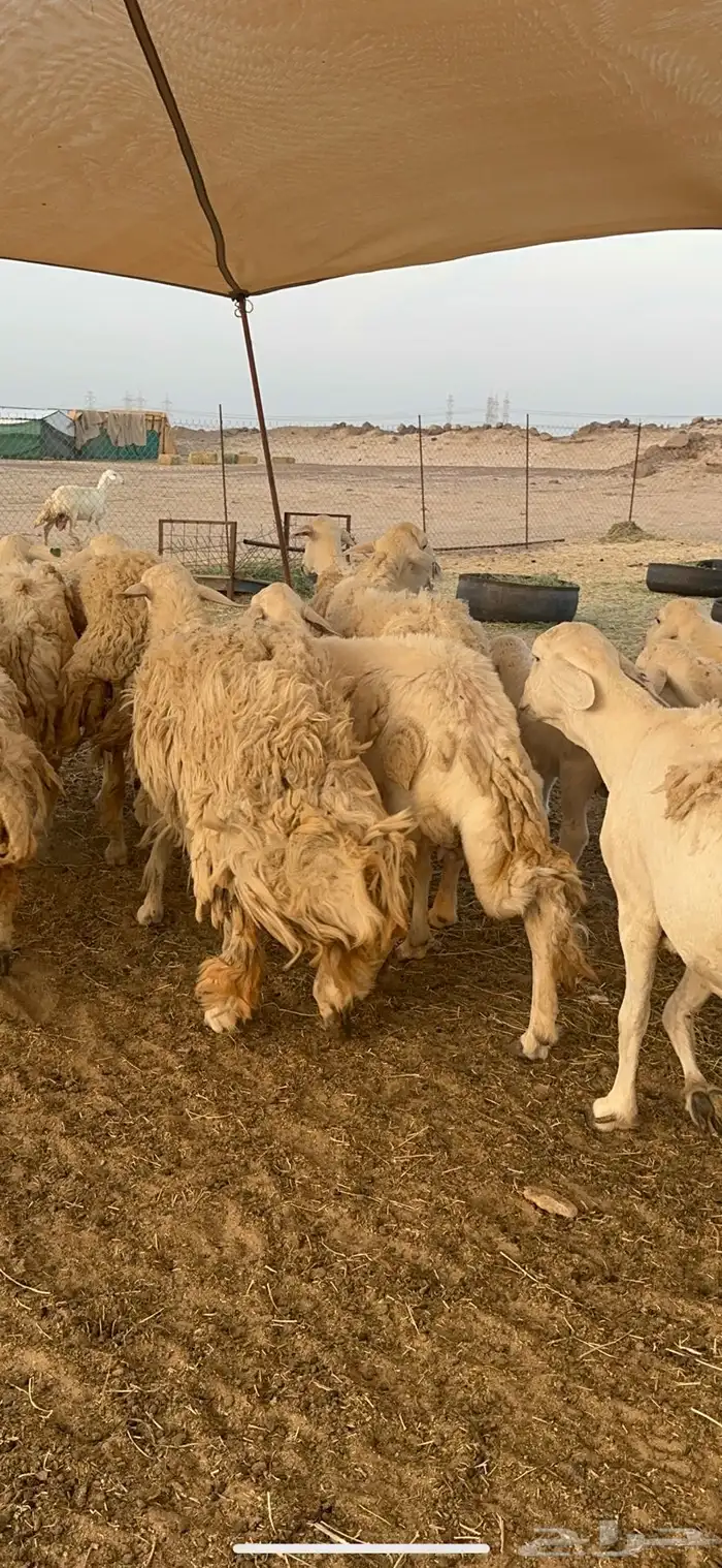 غنم حرية متابيع حرش مراح واحد وسم واحد 39 تحتها 39 بلفحل 8