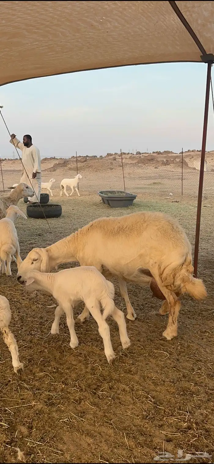 غنم حرية متابيع حرش مراح واحد وسم واحد 39 تحتها 39 بلفحل 7