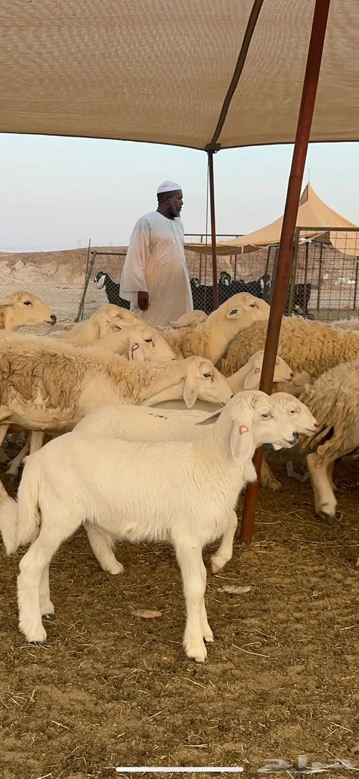 غنم حرية متابيع حرش مراح واحد وسم واحد 39 تحتها 39 بلفحل 9