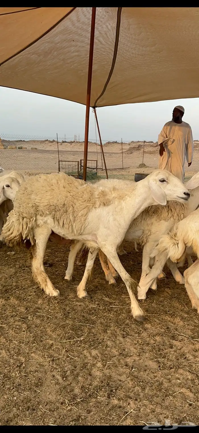 غنم حرية متابيع حرش مراح واحد وسم واحد 39 تحتها 39 بلفحل 6