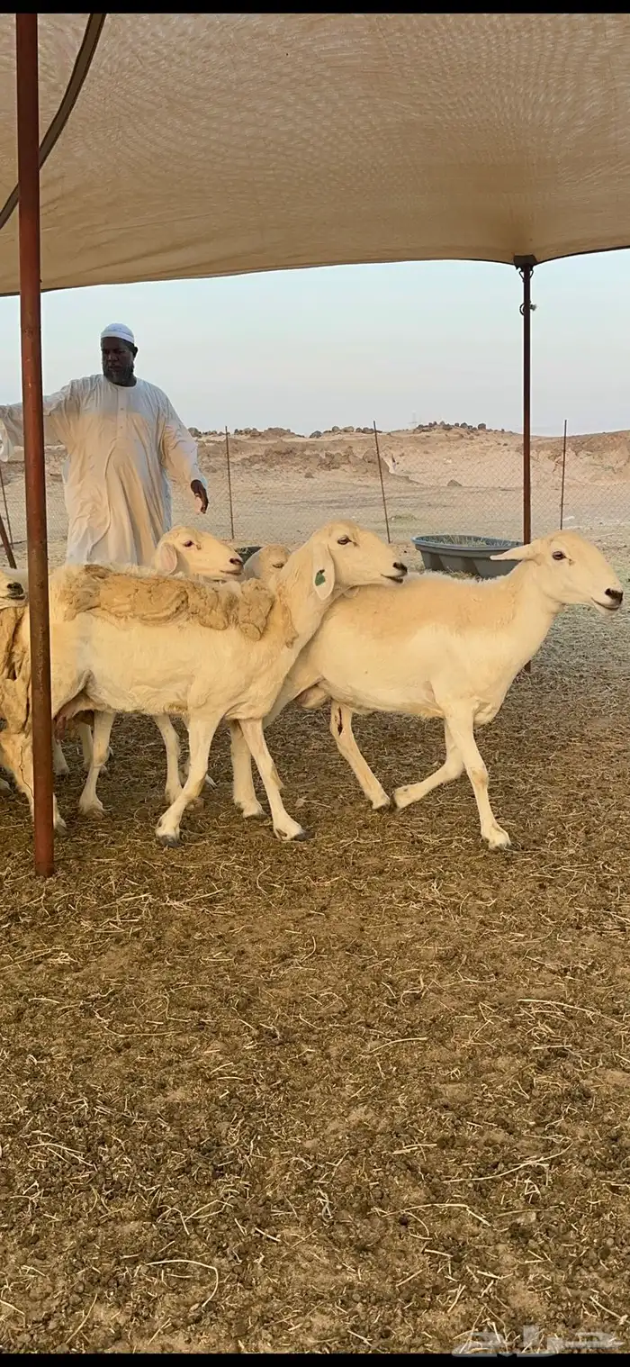 غنم حرية متابيع حرش مراح واحد وسم واحد 39 تحتها 39 بلفحل 1